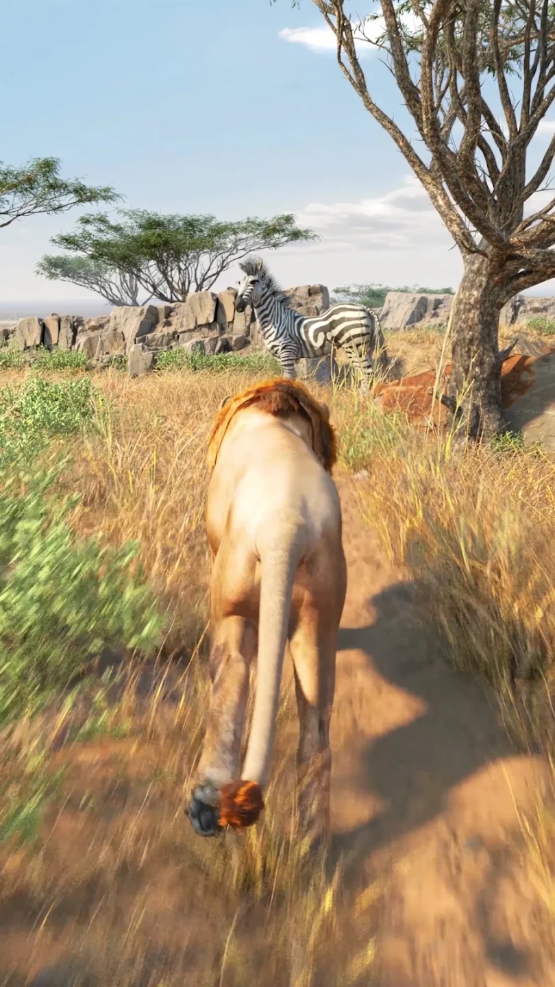 Lion approaching a zebra on a dusty path