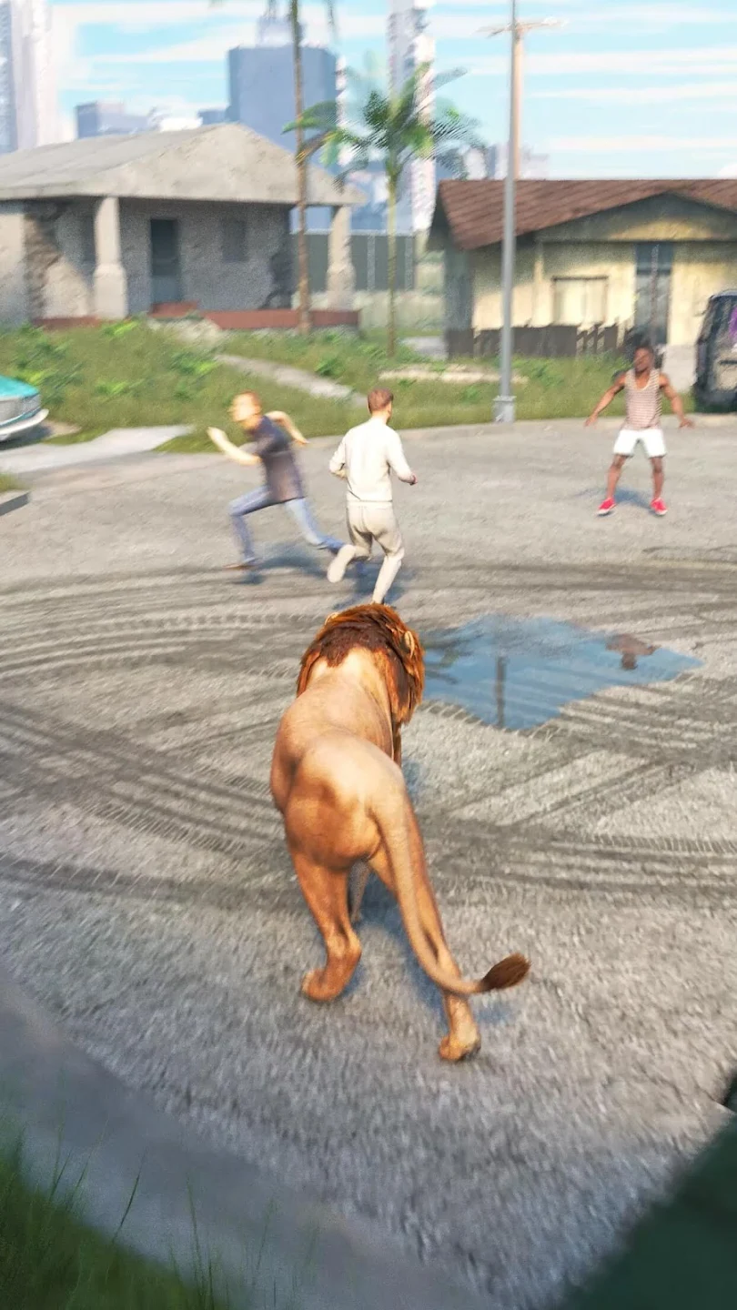 Lion following people in an open neighborhood zone